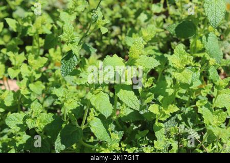 Erdbeerminze im Garten Stockfoto