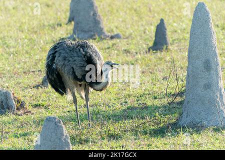 Greater rhea, Rhea americana, Single adult Male Walking on short vegetation among Termitenhügel, Pantanal, Brasilien Stockfoto