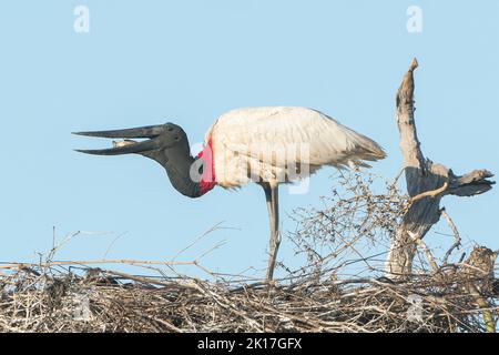 jabiru, Jabiru mycteria, Alleinfuttertier mit Fisch, Pantanal, Brasilien Stockfoto