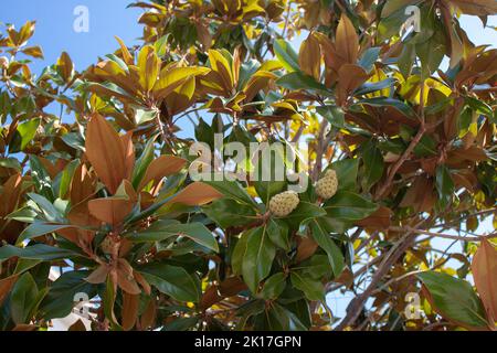 Äste des Magnolia grandiflora-Baumes mit Früchten auf dem Himmelshintergrund, selektiver Fokus Stockfoto