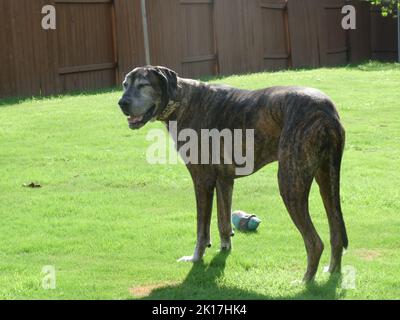 Eine Nahaufnahme eines Doggen, der die Sonne im Garten mit viel Grün genießt Stockfoto