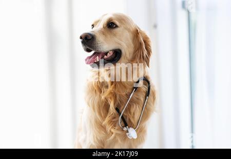 Golden Retriever Hund drinnen Stockfoto