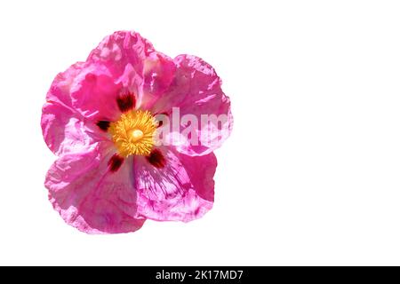 Rosa Cistus ladanifer Blume, ist eine Art der blühenden Pflanze in der Familie Cistaceae. Sie ist im westlichen Mittelmeerraum beheimatet. Allgemeine Namen Stockfoto