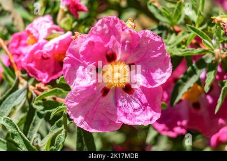 Rosa Cistus ladanifer Blume, ist eine Art der blühenden Pflanze in der Familie Cistaceae. Sie ist im westlichen Mittelmeerraum beheimatet. Allgemeine Namen Stockfoto