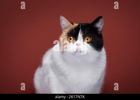 Weißes, kalikorisches perserkatzenportrait auf rotem Hintergrund mit Kopierraum Stockfoto