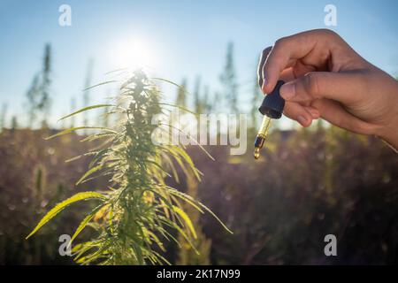 Farmer Hände, unter Hanfpflanzen auf dem Feld, öffnen Pipettenflasche und tropfende CBD-Öltropfen Stockfoto