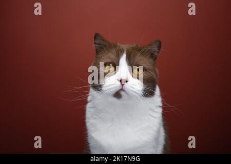 Braun weiße britische Kurzhaarkatze mit gelben Augen Porträt auf rotem Hintergrund Stockfoto