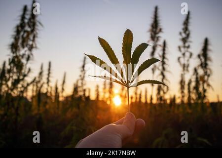 Hand hält ein grünes Cannabisblatt, wobei die untergehende Sonne durch die angebauten Hanfstiele im Hintergrund scheint Stockfoto