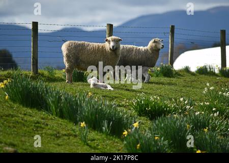 Frühlingslämmer und Schafe in einem Paddock mit Narzissen in der Nähe von Ikamatua, Westküste, Neuseeland. Stockfoto