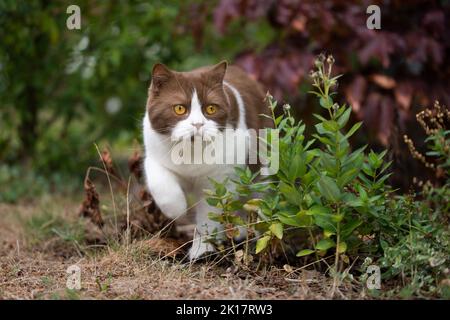 Weiße braune britische Kurzhaarkatze, die im Garten spazieren geht Stockfoto