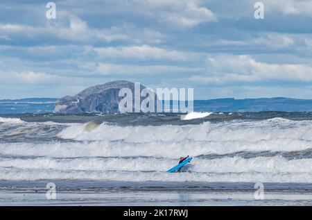 Belhaven Bay, East Lothian, Schottland, Großbritannien, 16.. September 2022. UK Wetter: Große Wellen mit starkem Wind im Firth of Forth heute vor der Bass Rock Insel mit Menschen, die in den großen Wellen surfen Kredit: Sally Anderson/Alamy Live News Stockfoto