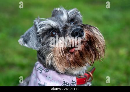 Miniatur Schnauzer Haustier Hund, der eine beliebte Hunde reinrassige Stammbaum Rasse läuft und spielt auf einem Sommerstrand, Stock Foto Bild Stockfoto