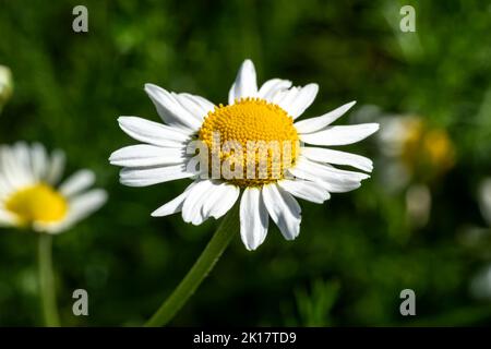 Chamaemelum nobile eine Sommer blühende Pflanze mit einer weißen Sommerblüte, die allgemein als gewöhnliche Kamille bekannt ist, Stockfoto Stockfoto