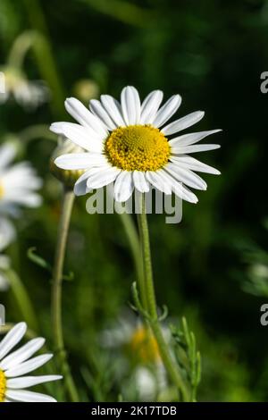 Chamaemelum nobile eine Sommer blühende Pflanze mit einer weißen Sommerblüte, die allgemein als gewöhnliche Kamille bekannt ist, Stockfoto Stockfoto