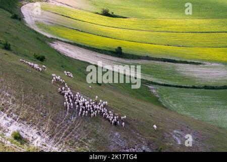 Schafe in der Blume Piana von Castelluccio mit seiner Blume Stockfoto