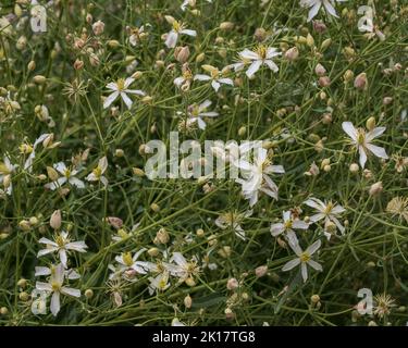 Nahaufnahme von frischen weißen Blüten und Knospen von Clematis flammula, auch bekannt als duftender Jungfernrost, der in freier Wildbahn nahe Iskanderkul, Tadschikistan, wächst Stockfoto