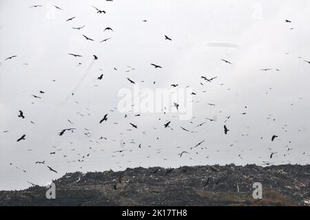 Neu-Delhi, Indien. 16. September 2022. 16. September 2022, Neu-Delhi, Delhi, Indien: Der Berg der Mülldeponie von Ghazipur in Ost-Delhi und die Adler schweben darüber, um zu essen, regnerisches Wetter während der trüben Wolke über Ghazipur in Ost-Delhi am Freitag (Bildquelle: © Ravi Batra/ZUMA Press Wire) Bildquelle: ZUMA Press, Inc./Alamy Live News Stockfoto