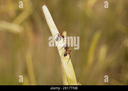 Zweig mit zwei Ameisen im selektiven Fokus Stockfoto