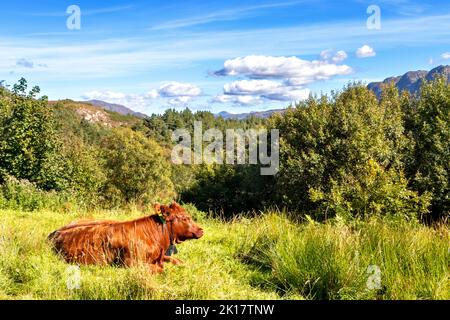 PLOCKTON WESTER ROSS SCHOTTLAND SPÄTSOMMER EINE FREIREICHENDE DORFKUH Stockfoto