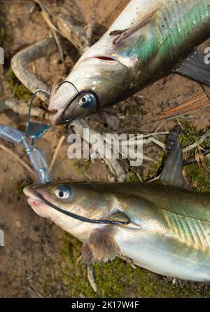 Zwei mittelgroße Welse, die gefangen wurden und auf einem Stringer Stockfoto