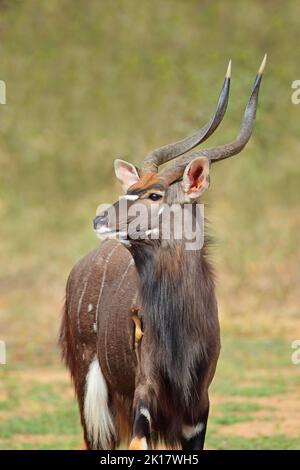 Porträt einer männlichen Nyala-Antilope (Tragelaphus angasii), Mkuze-Wildreservat, Südafrika Stockfoto