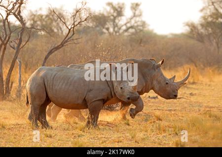 Alarm weißes Nashorn (Ceratotherium simum) in Staub bei Sonnenuntergang, Südafrika Stockfoto