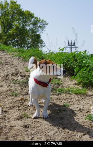 Ein Hund von Jack Russell auf dem Land hält an, um den Geräuschen der Natur zu lauschen Stockfoto