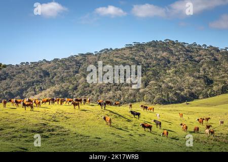 Kühe grasen bei Sonnenuntergang, Rio Grande do Sul Pampa - Südbrasilien Stockfoto