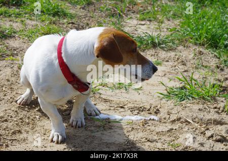 Ein Jack Russell Hund erbricht sich, nachdem er Gras gegessen hat Stockfoto