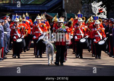 Lance Corporal Shenkin IV., die Regimentsmaskottziege des dritten Bataillons des Royal Welsh Regiments mit Bandsmen, warten auf König Charles III., um Cardiff Castle in Wales zu erreichen. Bilddatum: Freitag, 16. September 2022. Stockfoto