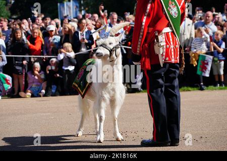 Lance Corporal Shenkin IV., die Regimentsmaskottziege des dritten Bataillons des Royal Welsh Regiments, wartet auf König Charles III., um auf Cardiff Castle in Wales einzutreffen. Bilddatum: Freitag, 16. September 2022. Stockfoto