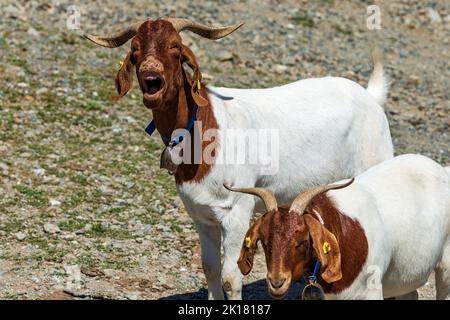 Weiße und braune gehörnte Bergziegen mit Kuhglocke, Karnische Alpen, Feistritz an der Gail Gemeinde, Kärnten, Karnische Alpen, Österreich, Mitteleuropa. Stockfoto