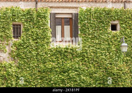 Nahaufnahme von grünen Kriechanlagen an der Fassade eines alten Gebäudes. Spilimbergo, Provinz Pordenone, Friaul-Julisch Venetien, Italien, Europa. Stockfoto