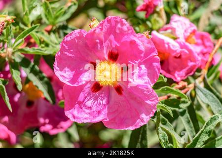 Rosa Cistus ladanifer Blume, ist eine Art der blühenden Pflanze in der Familie Cistaceae. Sie ist im westlichen Mittelmeerraum beheimatet. Allgemeine Namen Stockfoto