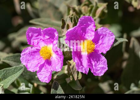 Pink Cistus albidus, die graublättrige Zistrose, ist eine strauchige Blütenpflanze aus der Familie der Cistaceae, mit rosa bis violetten Blüten, die in s beheimatet ist Stockfoto