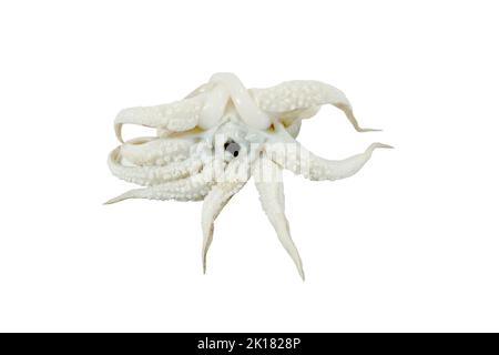 Octopus-Kopf, frischer großer Tintenfisch isoliert auf weißem Hintergrund Stockfoto