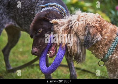 Zwei Hunde, ein deutscher Kurzhaarzeiger und ein irischer, weißhaariger Terrier, spielen mit einem Ring auf dem Rasen im Garten. Stockfoto