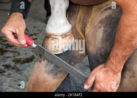 Hoher Winkel von anonymen Mann in Lederschürze rasieren Pferd HUF mit Feile vor dem Schlagen tagsüber auf Ranch Stockfoto