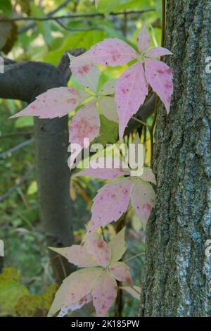 Farbenprächtiger Virginia Creeper im Herbst, dessen Blätter auf einem Waldweg im Süden von Michigan eine violette Farbe erhalten. Stockfoto