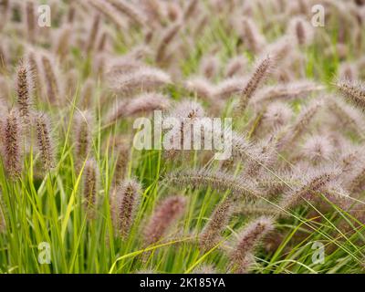 Nahaufnahme des Ziergrases mit Federn Pennisetum Alopecuroides Red Head im Spätsommer in Großbritannien. Stockfoto