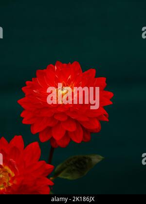 Eine rote Seerosendahlie, die vor einem dunklen Hintergrund aus der Nähe dargestellt wird. Stockfoto