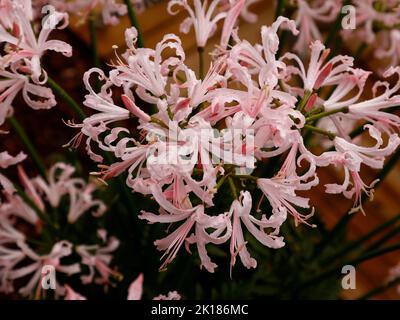 Nahaufnahme der hell blühenden Gartenbirne Nerine bowdenii aus Großbritannien. Stockfoto