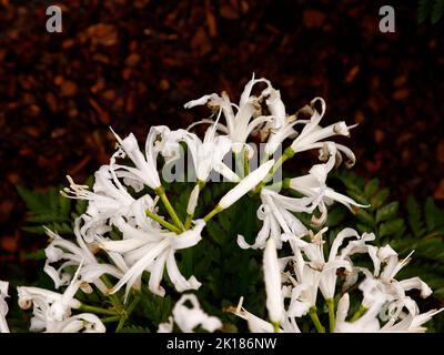 Nahaufnahme der blühenden Gartenbirne Nerine bowdenii Alba aus Großbritannien. Stockfoto