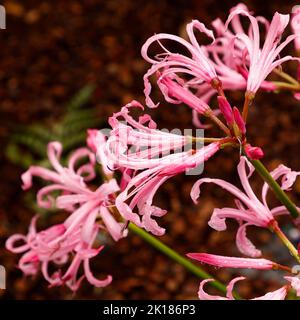 Nahaufnahme der rosa blühenden Gartenbirne Nerine bowdenii aus Großbritannien. Stockfoto