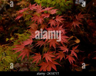 Nahaufnahme der roten Blätter von Acer palmatum nicholsonii senn im Spätsommer im Garten in Großbritannien. Stockfoto