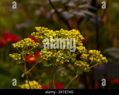 Nahaufnahme der gelben Blüten der blühenden Patrinia scabiosifolia oder des östlichen Baldrians, die im Spätsommer im Garten in Großbritannien zu sehen sind. Stockfoto