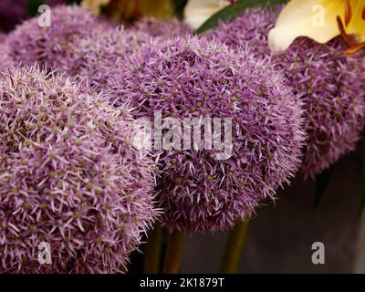 Nahaufnahme der blühenden lila Blüten des Allium Globemaster, die im Garten in Großbritannien zu sehen sind. Stockfoto