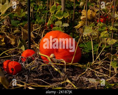 Nahaufnahme eines großen orangefarbenen Kürbisses, der im Spätsommer im Garten in Großbritannien wächst. Stockfoto