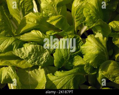 Nahaufnahme von grünen Salatblättern, die im Spätsommer im Garten in Großbritannien zu sehen sind. Stockfoto