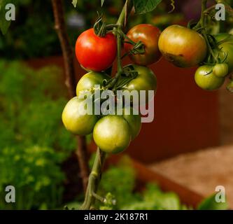 Nahaufnahme von Tomaten, die im Spätsommer im Garten in Großbritannien im Freien reifen. Stockfoto
